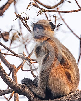 A Langoor resting