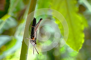 Langosta acrididae small