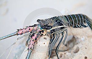 Langouste