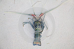 Langouste