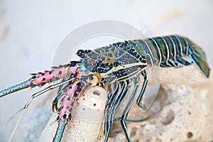 Langouste