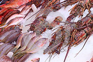 Langouste spiny lobster in Guadeloupe