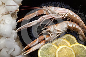 Langoustine or Norwegian Lobster