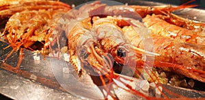 Langoustine with salt on a plate isolated.