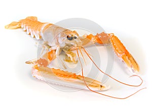 Langoustine or scampi