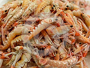 Langoustine in seafood market