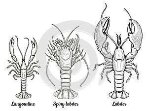 Langoustine, spiny lobster, lobster. Seafood.