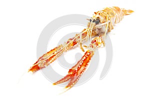 Langoustines