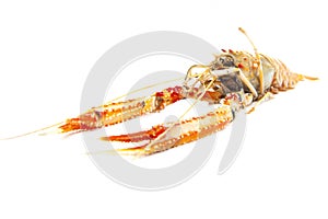 Langoustines