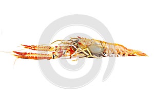 Langoustines