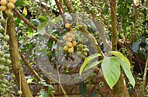 Langsat fruit garden