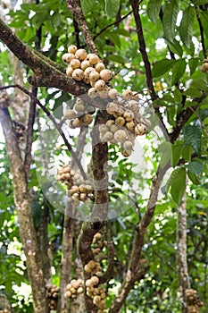 Langsat or lanzones fruit on stem of tree at orchard