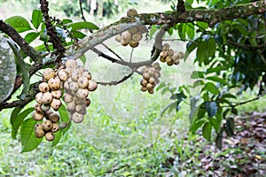 Langsat or lanzones fruit on stem of tree at orchard