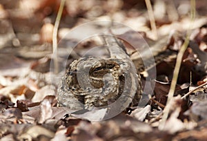 Langstaartnachtzwaluw, Long-tailed Nightjar, Caprimulgus climacurus