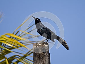 Langstaarttroepiaal, Great-tailed Grackle, Quiscalus mexicanus