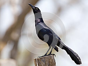 Langstaarttroepiaal, Great-tailed Grackle, Quiscalus mexicanus