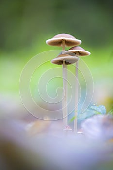 Langsteelfranjehoed, Conical Brittlestem mushroom, Psathyrella c photo