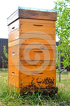 Langstroth beehive