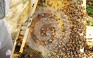 Langstroth Hive Frame with Larva, pollen and Nectar.