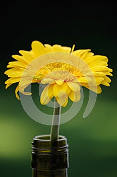 Yellow gerbera in a green bottle close-up on dark green background photo