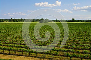 Languedoc vineyard
