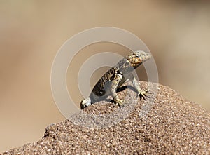 Languid Lizard