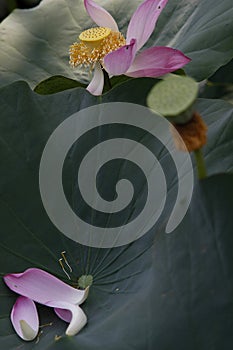 Languish Lotus and drying petal