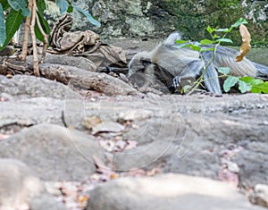 Languor drinking water in a jungle photo