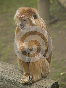 Langur