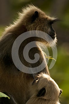 Langur