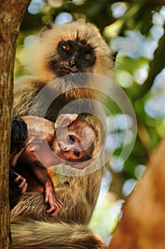 Langur baby playing hide and seek photo