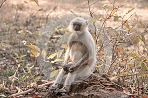 Langur at Bandhavgarh National Park