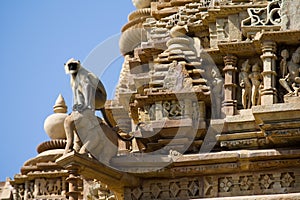 Langur (Colobinae), Khajuraho Temples.