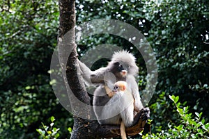 Langur or Dusky leaf monkey is residents in Thailand (Trachypithecus obscurus).