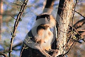 Langur (Indian Monkey)