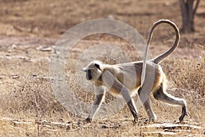 Langur monkey.