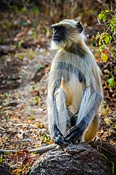 Langur monkey