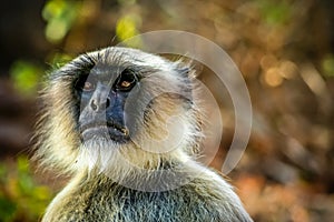 Langur monkey face