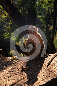 Langur Monkey, Goa, India