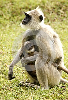 Langur monkey photo