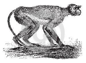 Langur monkey of the Miocene period in Greece, vintage engraving