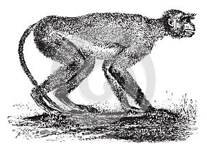 Langur monkey of the Miocene period in Greece, vintage engraving photo