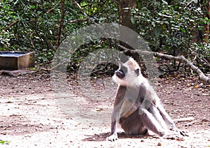 Langur Monkey at Monkeyland on Garden Route, South Africa