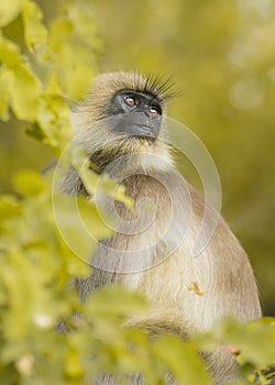 Langur monkey at Nagarahole national park/forest.