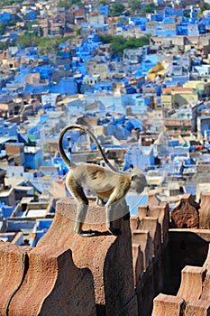 Langur monkey over jodphur photo