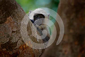 Langur monkey, Semnopithecus entellus, monkey sitting in tree, nature habitat, Sri Lanka. Feeding scene with langur. Wildlife of S