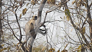 Langur monkey sitting in a tree at tadoba tiger reserve in india- 4K 60p