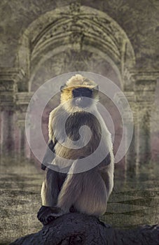 Langur monkey with temple background