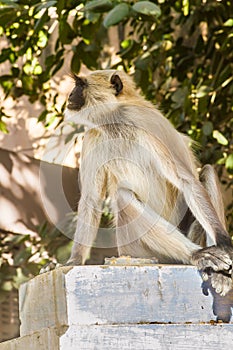 A langur monkey