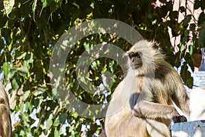 A langur monkey